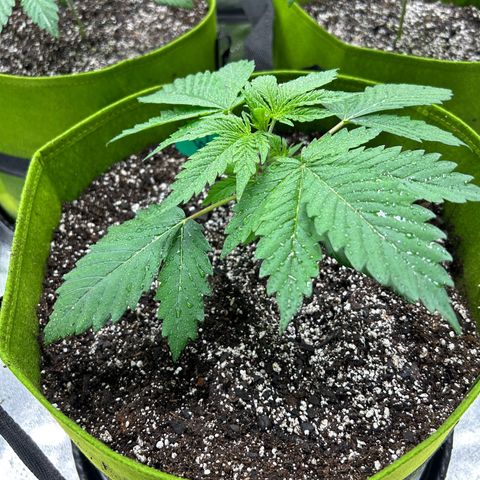 Felipe growlog timeline photo