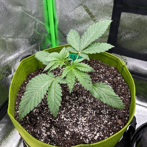 Sandy growlog timeline photo