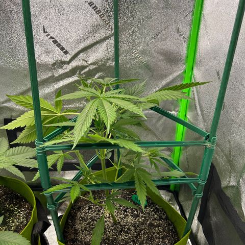 Aurora  growlog timeline photo