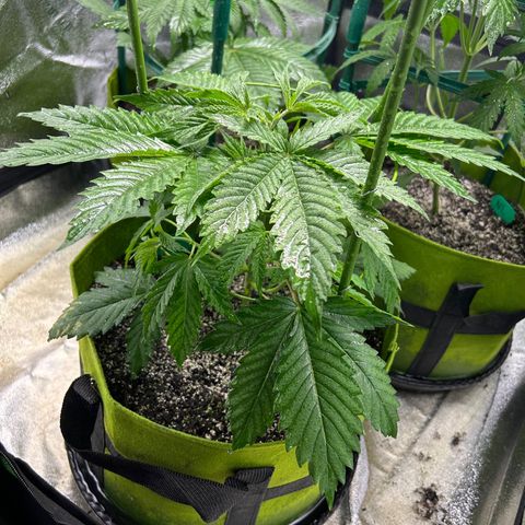Felipe growlog timeline photo