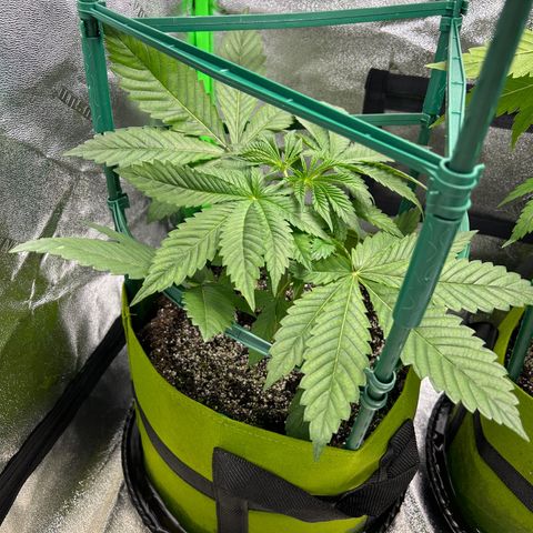 Sandy growlog timeline photo
