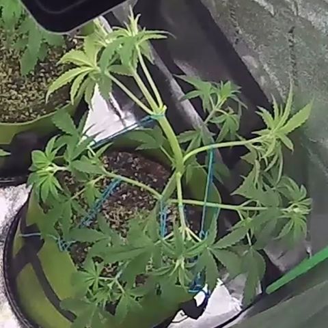 Aurora  growlog timeline photo