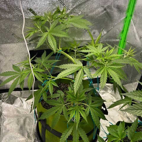 Aurora  growlog timeline photo