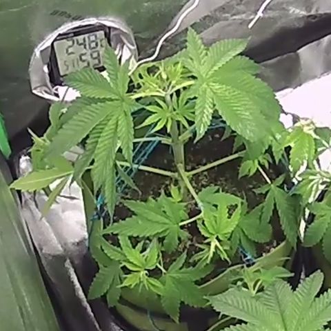 Felipe growlog timeline photo