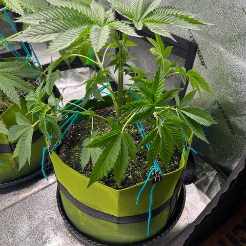 Sandy growlog timeline photo