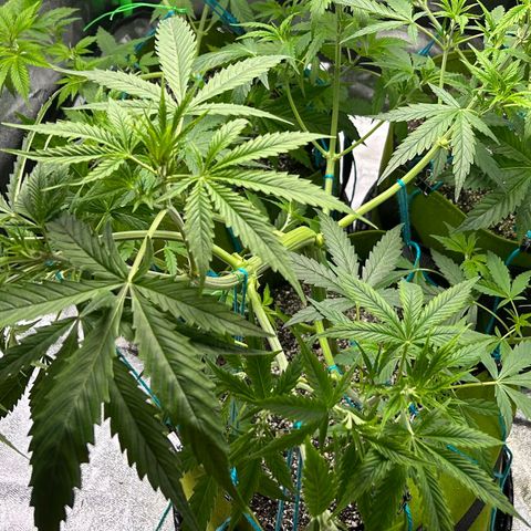 Aurora  growlog timeline photo