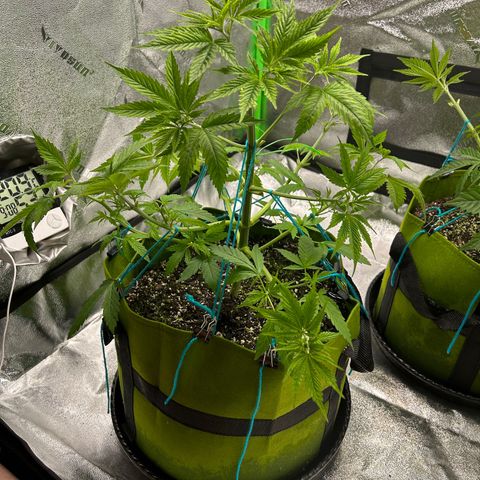 Felipe growlog timeline photo