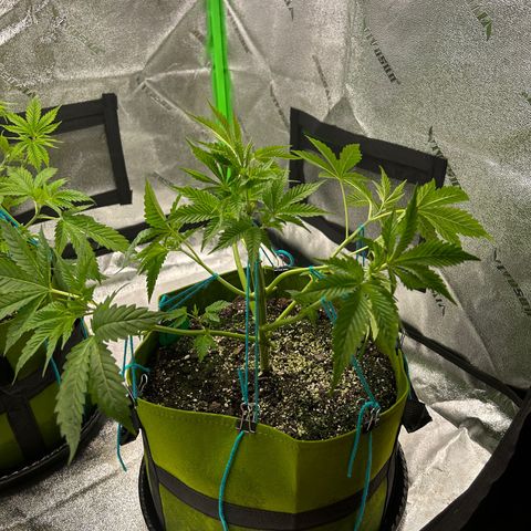 Sandy growlog timeline photo