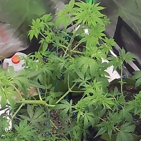 Sandy growlog timeline photo
