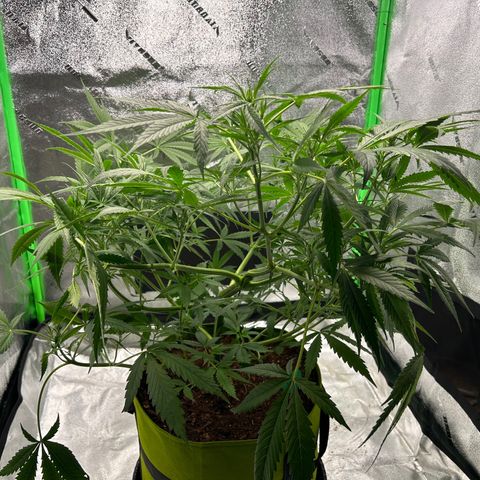Aurora  growlog timeline photo