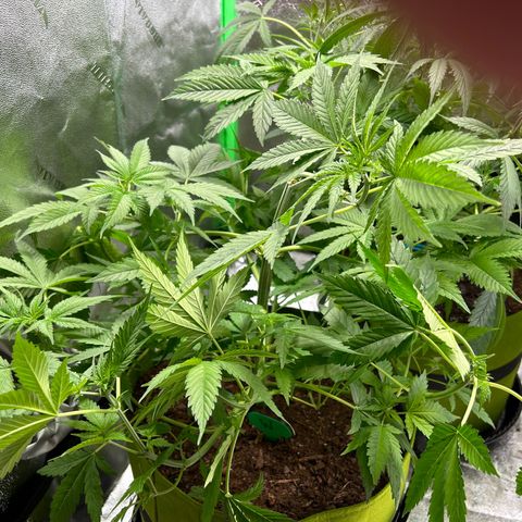 Felipe growlog timeline photo