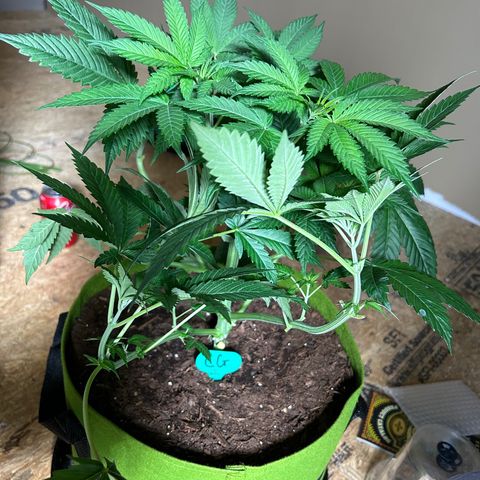 Sandy growlog timeline photo