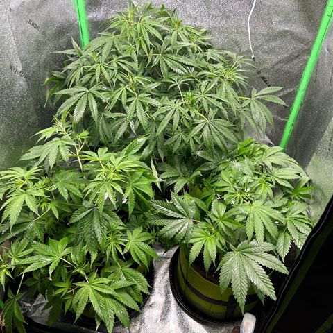 Sandy growlog photo: Getting a little big, time to open the door to allow for some space to grow before the net goes in this weekend 😊💚