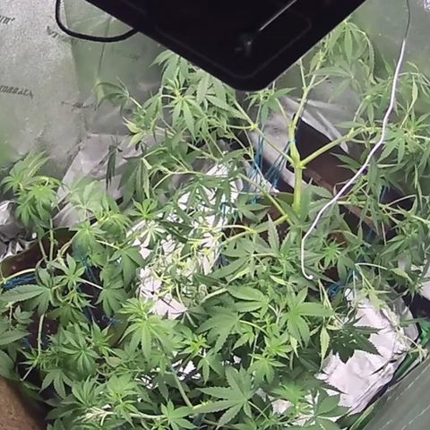 Sandy growlog timeline photo