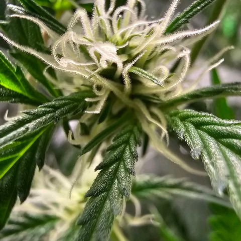 Aurora  growlog timeline photo