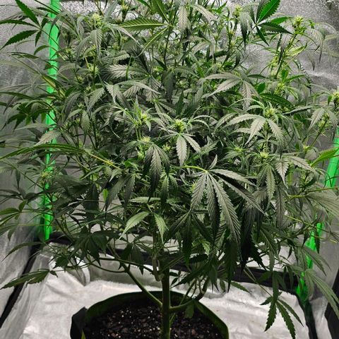 Aurora  growlog timeline photo