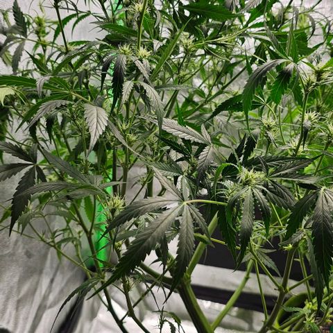 Aurora  growlog timeline photo