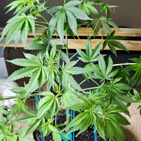 Felipe growlog timeline photo
