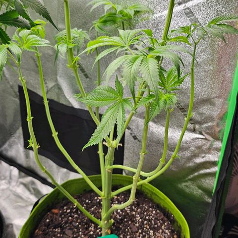 Sandy growlog timeline photo