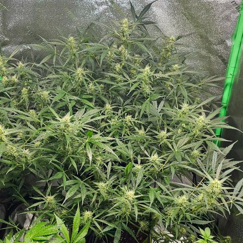 Aurora  growlog timeline photo