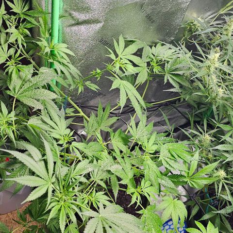 Felipe growlog timeline photo