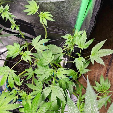 Sandy growlog timeline photo