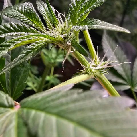 Sandy growlog timeline photo