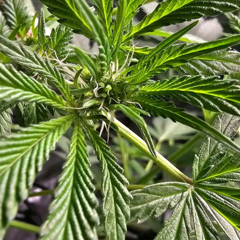 Felipe growlog timeline photo