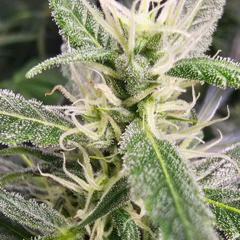 Aurora  growlog timeline photo