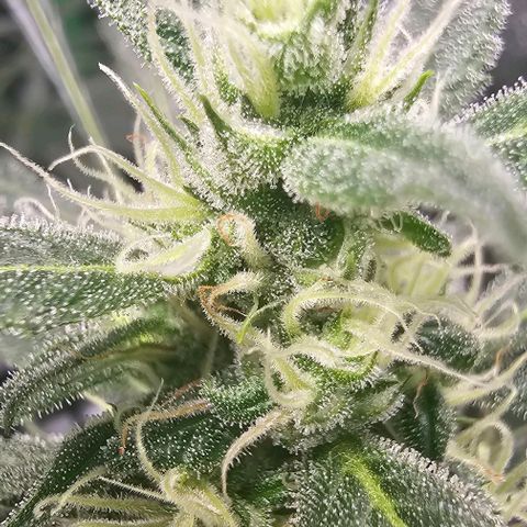 Aurora  growlog timeline photo