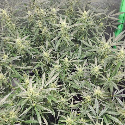 Aurora  growlog timeline photo