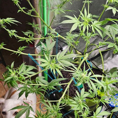Felipe growlog timeline photo