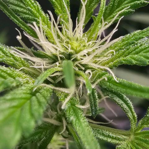 Felipe growlog timeline photo