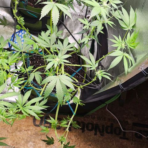Sandy growlog timeline photo