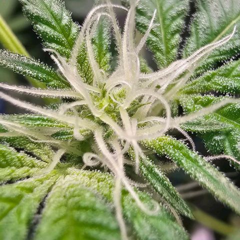 Sandy growlog timeline photo