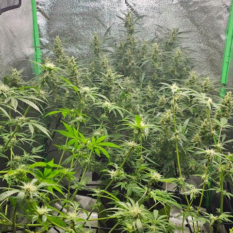 Sandy growlog timeline photo