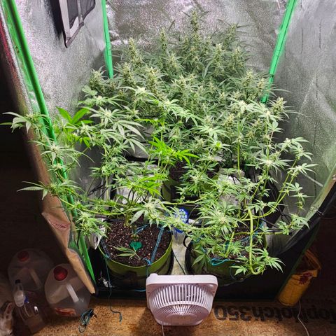 Sandy growlog timeline photo
