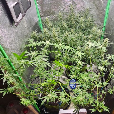 Sandy growlog timeline photo