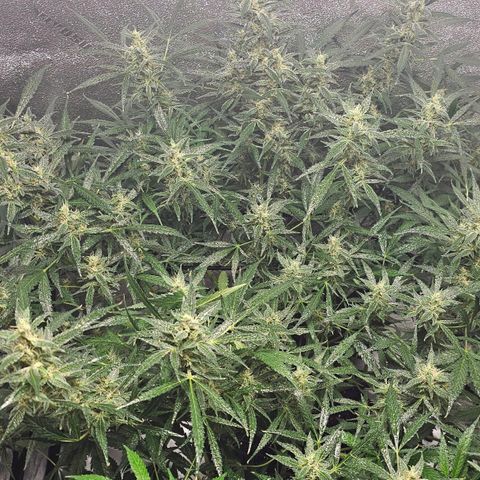 Aurora  growlog timeline photo