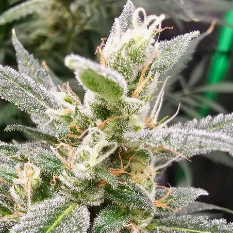 Aurora  growlog timeline photo