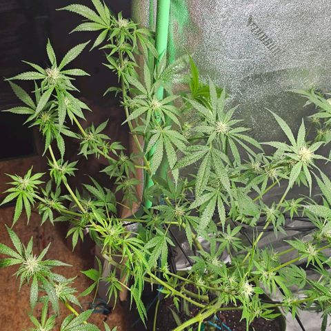 Felipe growlog timeline photo