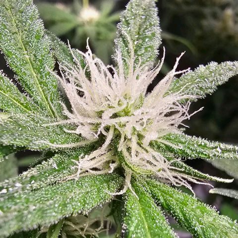 Felipe growlog timeline photo