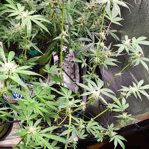 Sandy growlog timeline photo