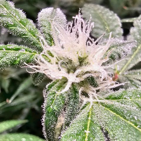Sandy growlog timeline photo