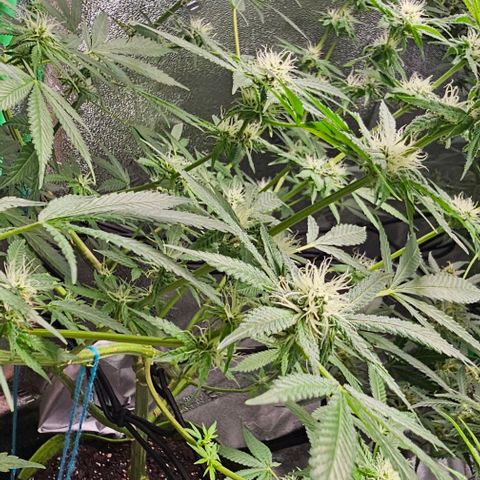 Felipe growlog timeline photo