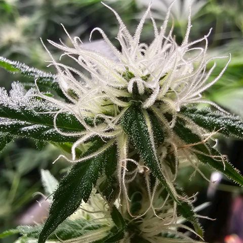 Felipe growlog timeline photo
