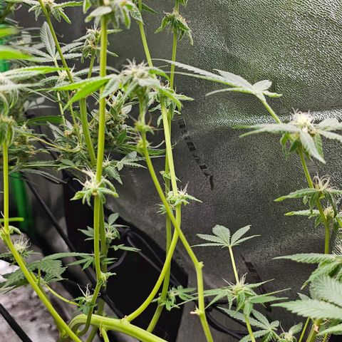 Sandy growlog timeline photo
