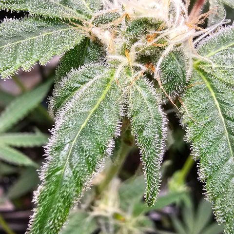 Sandy growlog timeline photo
