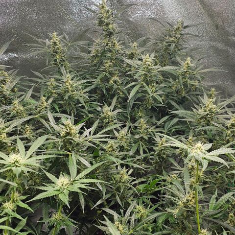 Aurora  growlog timeline photo