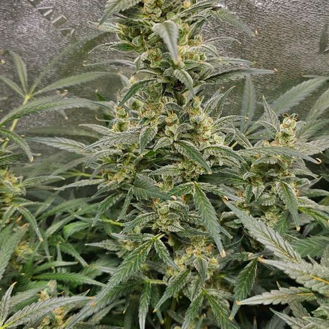 Aurora  growlog timeline photo
